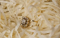 Bague - Ona